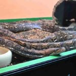 Serpenti