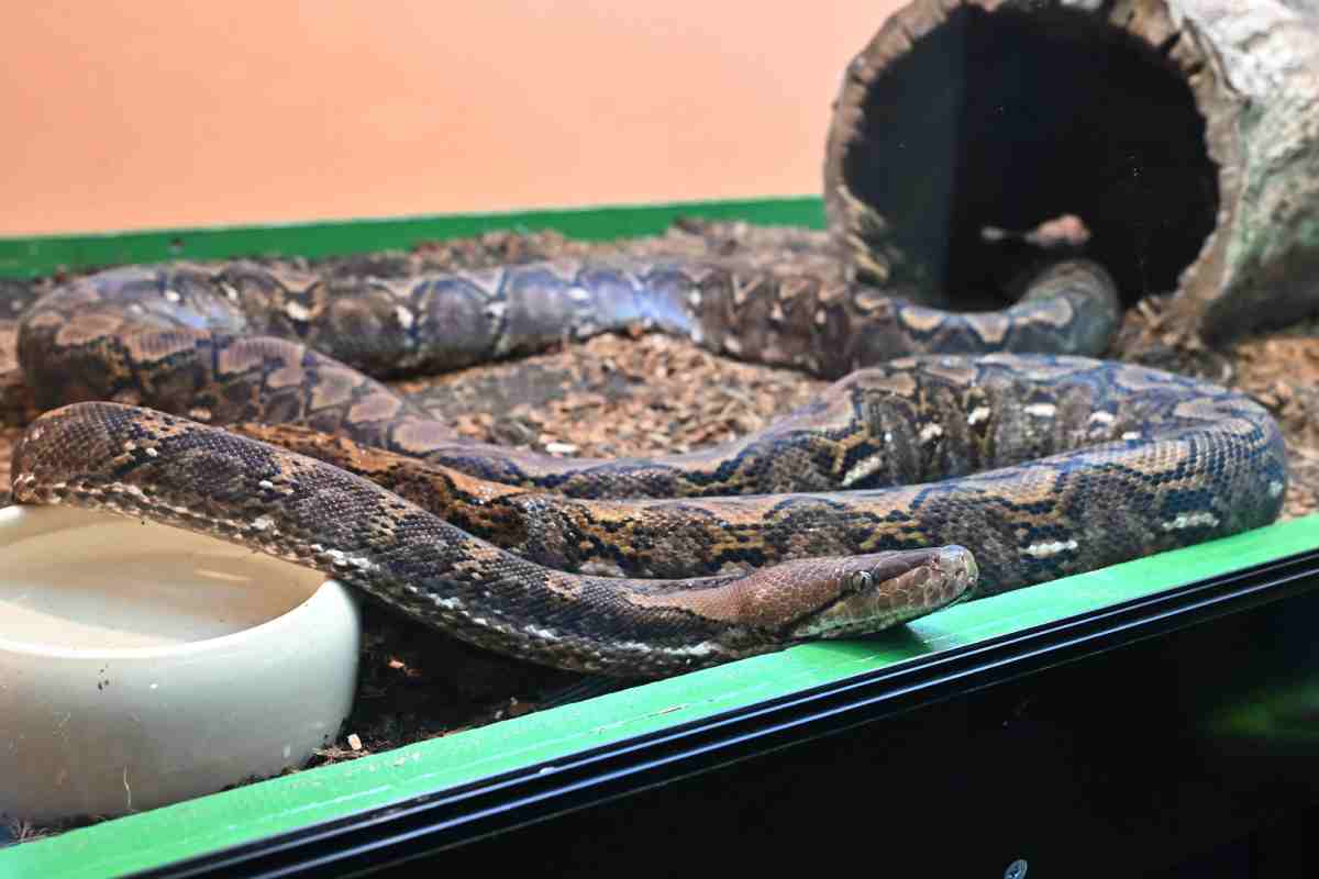 Serpenti